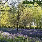Lodge Hollicarrs - Woodland York
