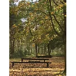 Hollicarrs - Woodland *