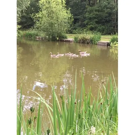Hollicarrs - Woodland Orman Evi York