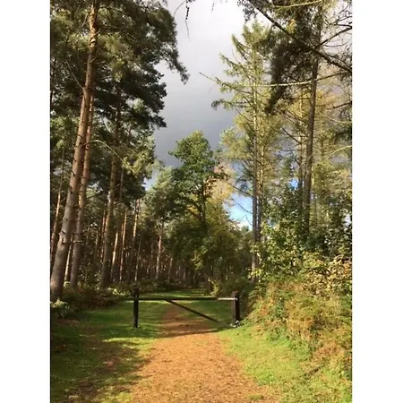 Hollicarrs - Woodland Orman Evi