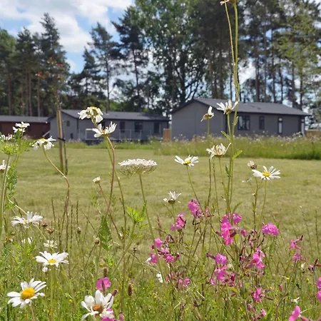 Lodge Hollicarrs - Woodland *