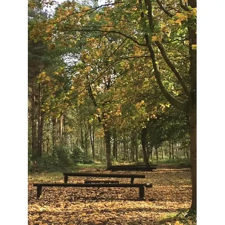 Hollicarrs - Woodland *