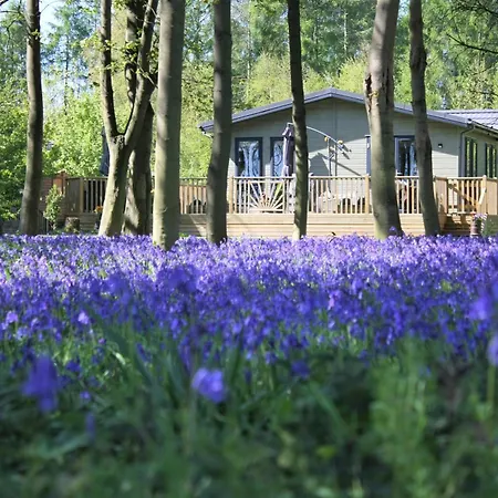 Lodge Hollicarrs - Woodland *