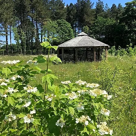 Lodge Hollicarrs - Woodland