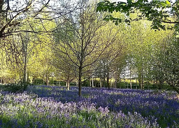 Lodge Hollicarrs - Woodland York