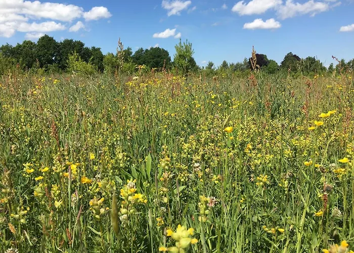 Hollicarrs - Woodland * York