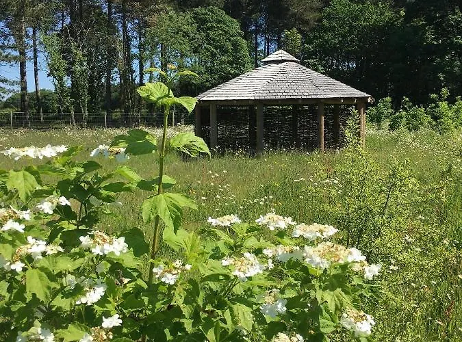 Lodge Hollicarrs - Woodland *