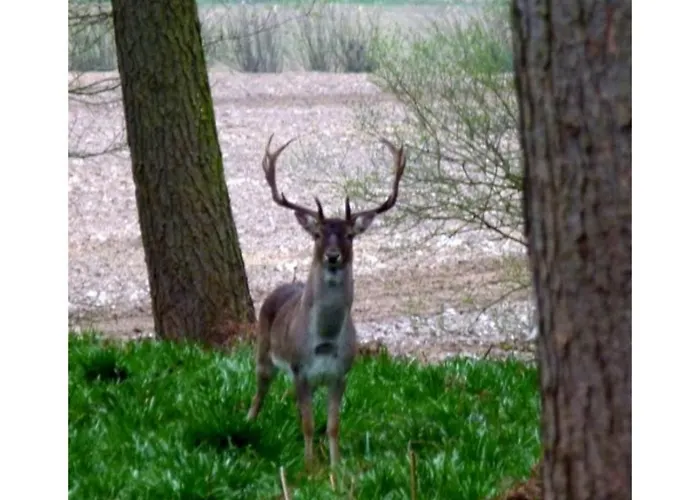 Hollicarrs - Woodland