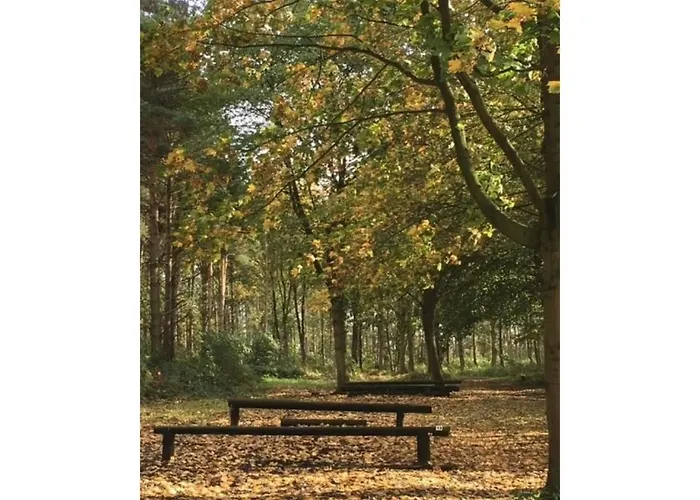 Hollicarrs - Woodland *