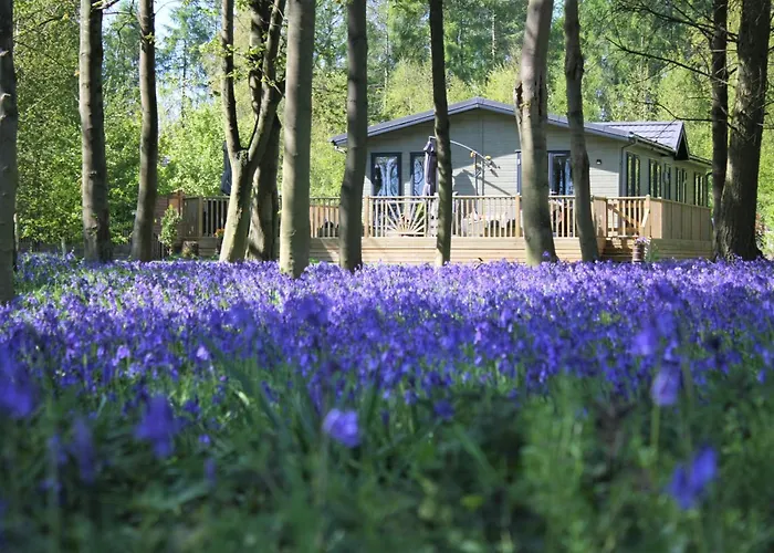 Lodge Hollicarrs - Woodland *