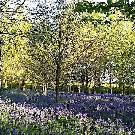 Lodge Hollicarrs - Woodland York