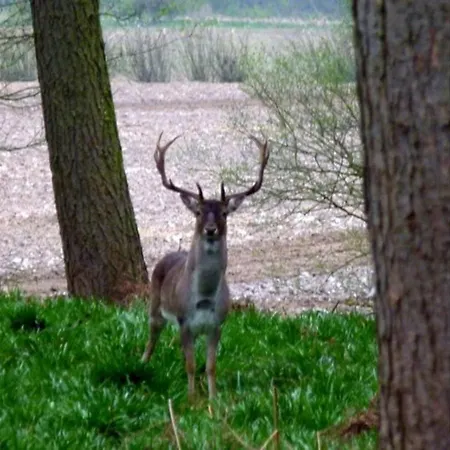 Hollicarrs - Woodland