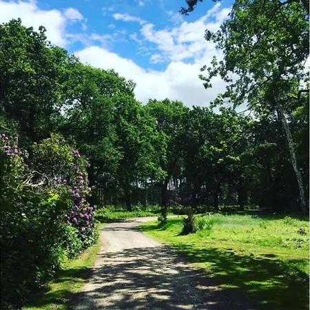 Hollicarrs - Woodland *